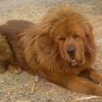 胜天国际H5在电商平台中的应用案例分析 2mbs58no