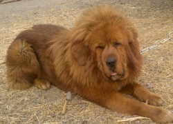 胜天国际H5在电商平台中的应用案例分析