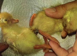 如何利用赏金国际H5提升企业品牌影响力