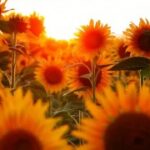 胜天国际app的游戏画面与音效体验评测 dqt0n