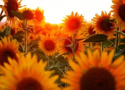 胜天国际app的游戏画面与音效体验评测