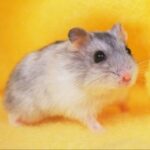 赏金国际的案例研究:成功猎人的策略与方法 sxwlowqx7r