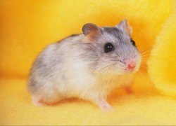 赏金国际的案例研究:成功猎人的策略与方法